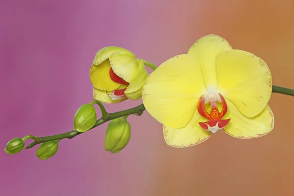 Beleza Uma Orquídea Traça Plena Floração Esta Bela Flor Tem — Fotografia de Stock