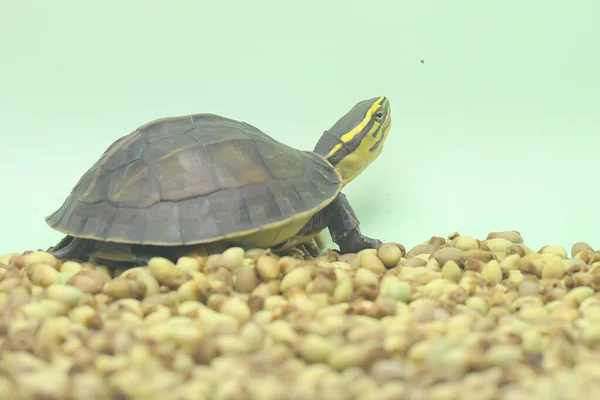 Una Tartaruga Scatola Amboina Sud Est Asiatico Box Turtle Sta — Foto Stock