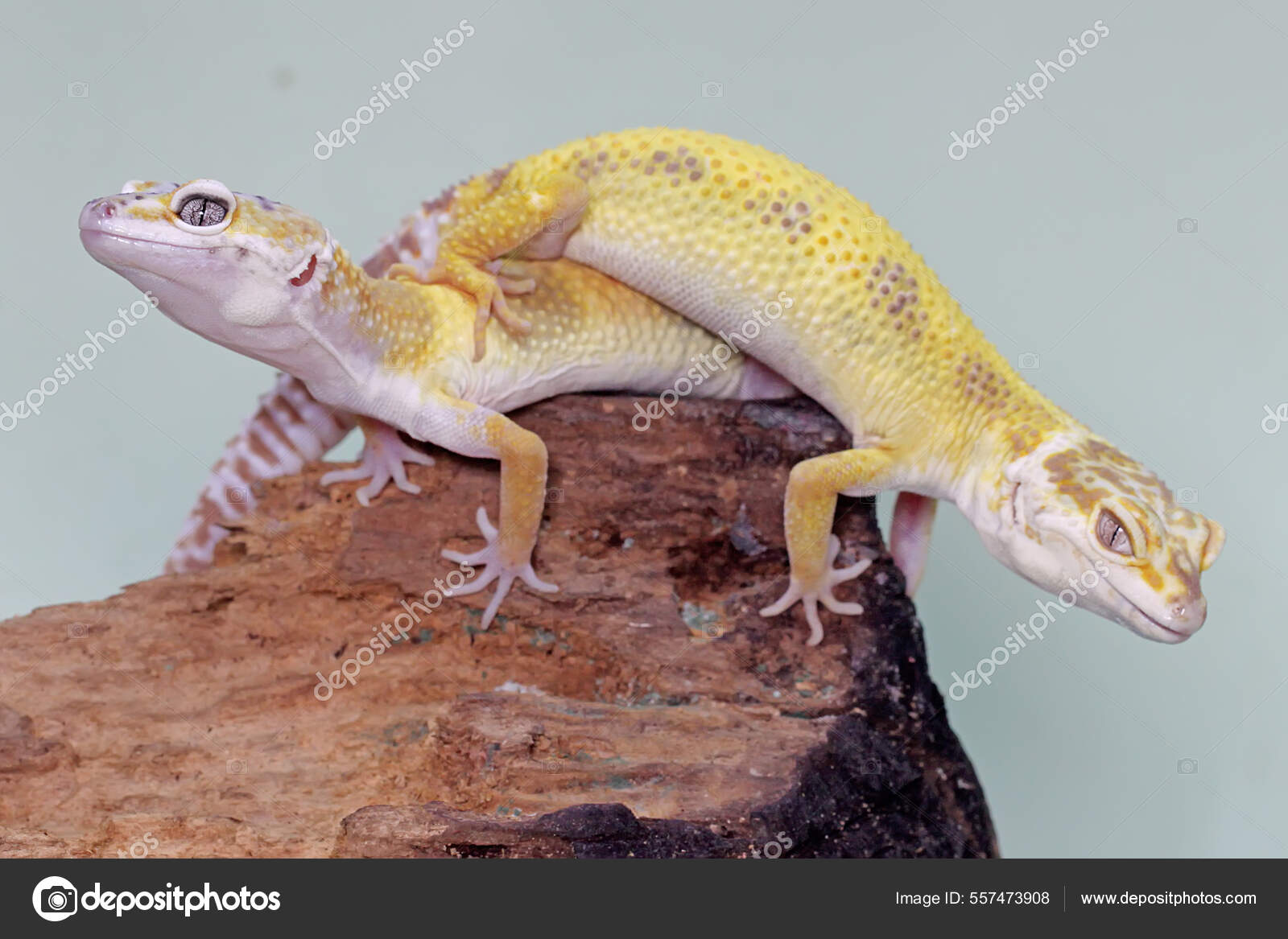 Leopard Gecko Colors