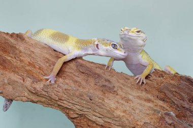 Çürüyen bir kütükte güneşlenen iki leopar kertenkelesi. Çekici renklere sahip sürüngenlerin bilimsel adı Eublepharis macularius 'dur.. 