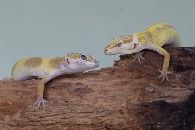 Çürüyen bir kütükte güneşlenen iki leopar kertenkelesi. Çekici renklere sahip sürüngenlerin bilimsel adı Eublepharis macularius 'dur.. 