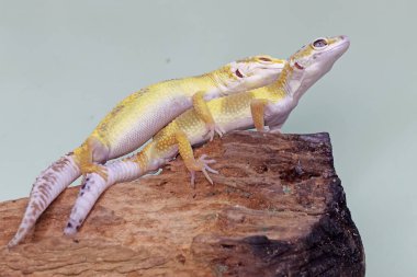 Çürüyen bir kütükte güneşlenen iki leopar kertenkelesi. Çekici renklere sahip sürüngenlerin bilimsel adı Eublepharis macularius 'dur.. 