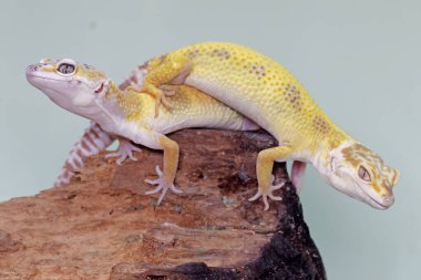 Çürüyen bir kütükte güneşlenen iki leopar kertenkelesi. Çekici renklere sahip sürüngenlerin bilimsel adı Eublepharis macularius 'dur.. 