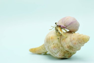 A hermit crab (Paguroidea sp) is walking slowly on the shell of a large dead hermit crab. 