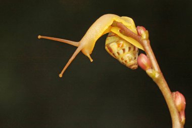 Küçük bir salyangoz çalılıklarda yiyecek arıyor..