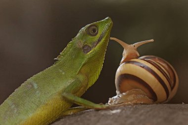 Salyangoz yiyen bir Sumatra kan emici kertenkele. Sumatra Adası, Endonezya 'dan gelen bu sürüngenin bilimsel adı Bronchocela hayeki.. 