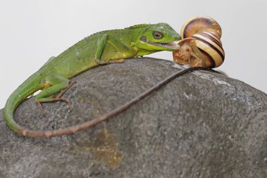 Salyangoz yiyen bir Sumatra kan emici kertenkele. Sumatra Adası, Endonezya 'dan gelen bu sürüngenin bilimsel adı Bronchocela hayeki.. 