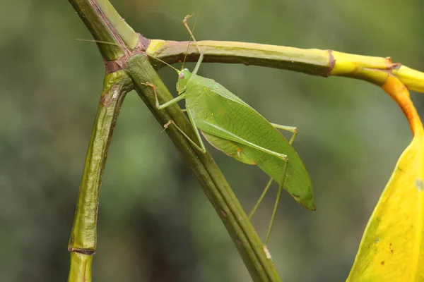Adult Long Legged Grasshopper Foraging Bushes Insect Has Scientific Name — 图库照片