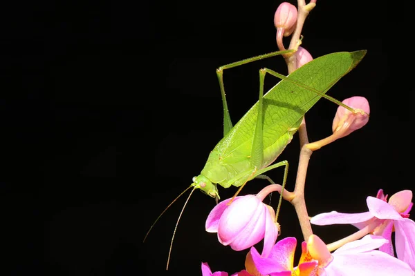 一只成年长腿蚱蜢正在灌木丛中觅食 这种昆虫的学名为 Mecopoda Nipponensis — 图库照片