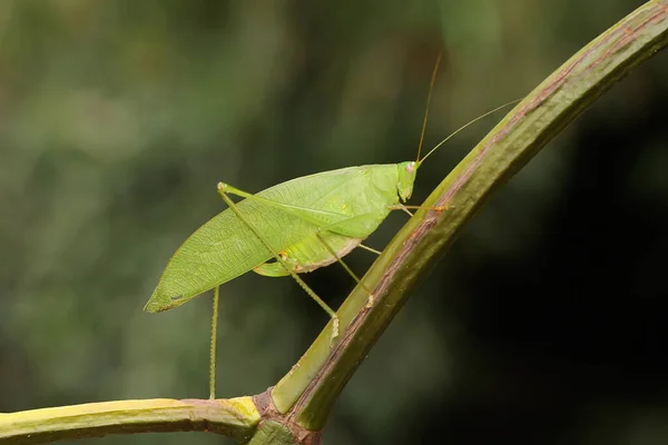 Adult Long Legged Grasshopper Foraging Bushes Insect Has Scientific Name — Zdjęcie stockowe