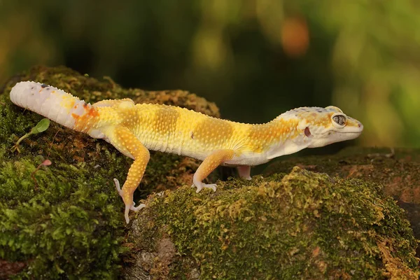 Gecko Lampart Eublepharis Macularius Pozuje Charakterystycznym Stylu — Zdjęcie stockowe