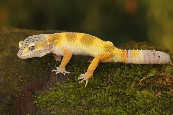 Leopard Gecko Eublepharis Macularius Posing Distinctive Style — Stock Photo, Image