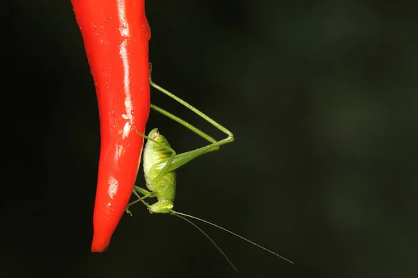 一只年轻的长腿蚱蜢正在灌木丛中觅食 这种昆虫的学名为 Mecopoda Nipponensis — 图库照片