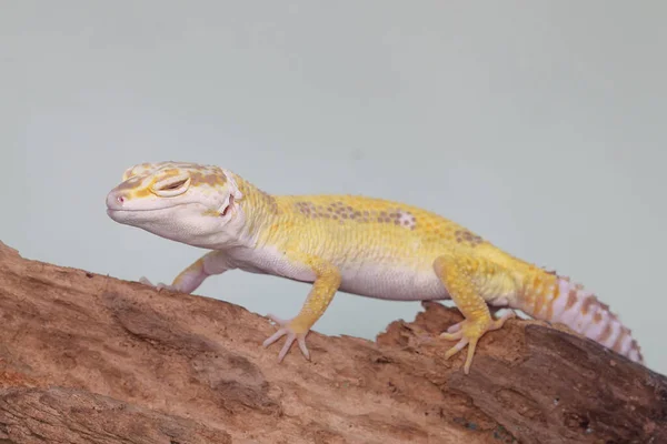 Gecko Léopard Eublepharis Macularius Pose Dans Style Distinctif — Photo
