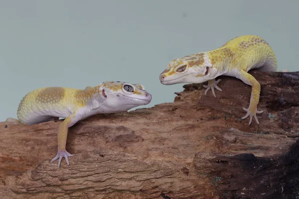 Zwei Leopardengeckos Sonnen Sich Auf Einem Morschen Baumstamm Reptilien Mit — Stockfoto