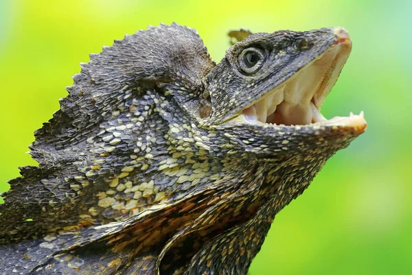 Soa Payung Chlamydosaurus Kingii Também Conhecido Como Lagarto Dragão Frilado — Fotografia de Stock