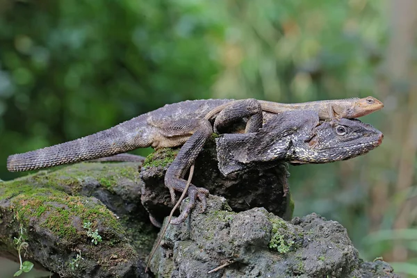 Dragon Froufré Reposait Lézard Nom Scientifique Chlamydosaurus Kingii — Photo