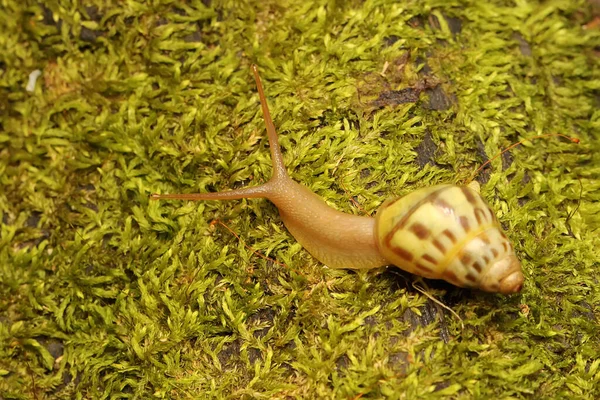 Pequeño Caracol Alimenta Los Arbustos — Foto de Stock