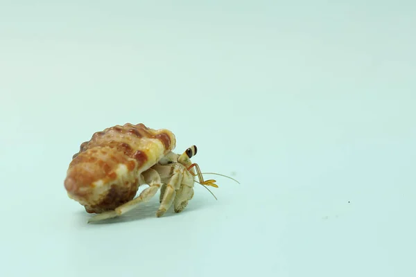 Caranguejo Eremita Paguroidea Está Caminhando Lentamente — Fotografia de Stock