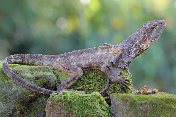 一条褶皱的龙在休息 这只蜥蜴的学名是金丝雀龙 — 图库照片