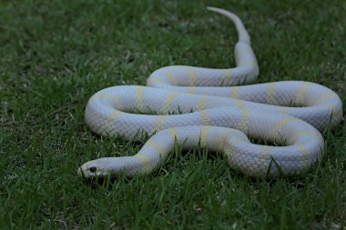 Beyaz tabanlı ve sarı varyasyonlu bir kral yılanının güzelliği (Lampropeltis sp).