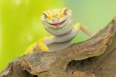 Bir leopar kertenkelesi kuru bir kütükte ağustos böceği yiyor. Çekici renklere sahip sürüngenlerin bilimsel adı Eublepharis macularius 'dur..