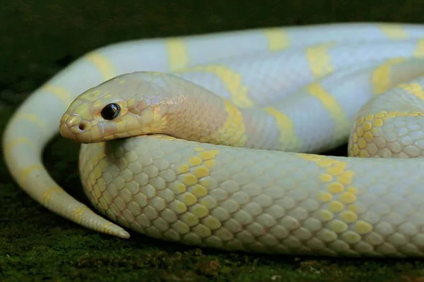 Beyaz tabanlı ve sarı varyasyonlu bir kral yılanının güzelliği (Lampropeltis sp).