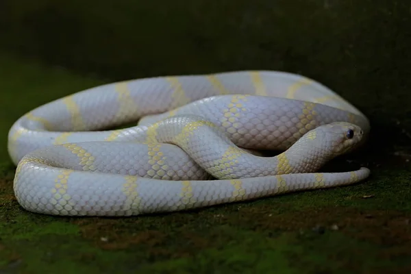 Belleza Una Serpiente Rey Lampropeltis Con Una Base Blanca Variaciones — Foto de Stock