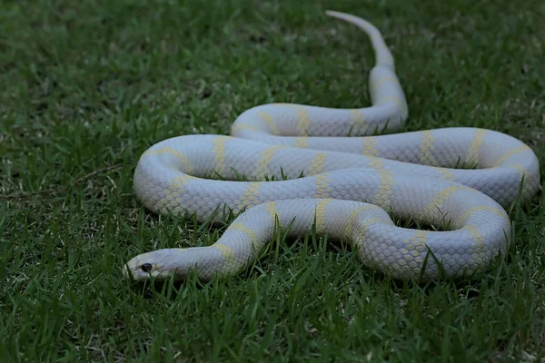 Schönheit Einer Königsnatter Lampropeltis Mit Weißer Basis Und Gelben Variationen — Stockfoto