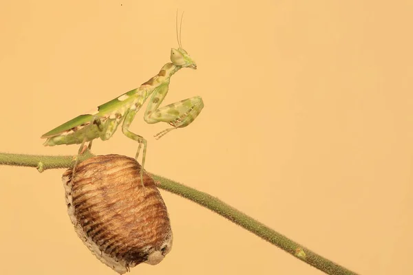 Gottesanbeterin Creobroter Gemmatus Entwickelt Flügel Andere Sich Ihrem Territorium Nähernde — Stockfoto