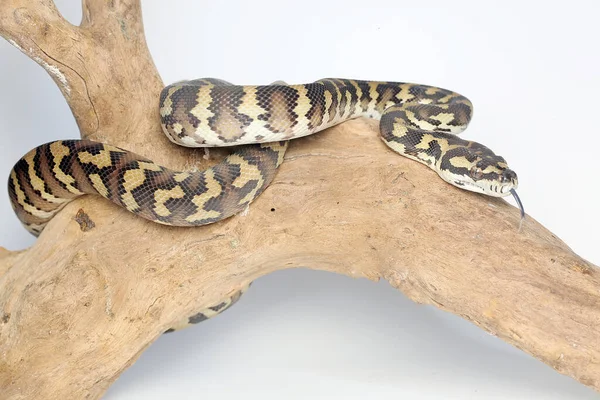 Tapete Python Snake Está Descansando Log Com Seu Corpo Envolto — Fotografia de Stock