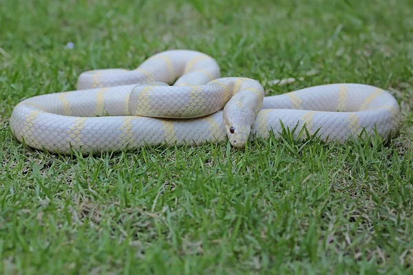 具有白色底色和黄色变种的王蛇 羊毛虫属 的美丽 — 图库照片