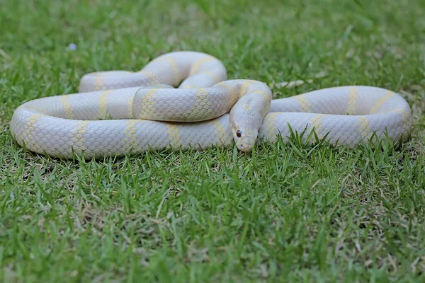 Schönheit Einer Königsnatter Lampropeltis Mit Weißer Basis Und Gelben Variationen — Stockfoto