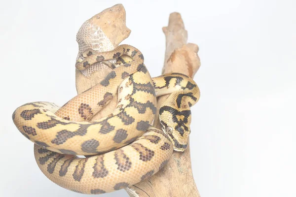 Tapete Python Snake Está Descansando Log Com Seu Corpo Envolto — Fotografia de Stock