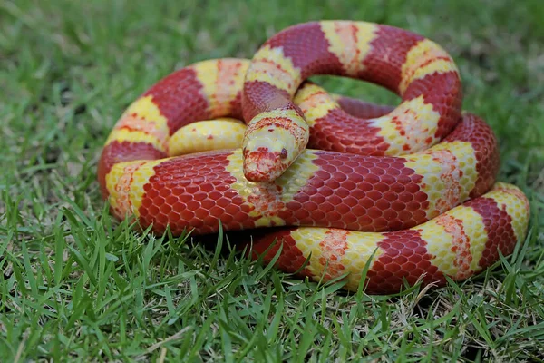 Piękno Węża Króla Lampropeltis Jasnoczerwonej Cegły Odmiany Koloru Żółtego — Zdjęcie stockowe
