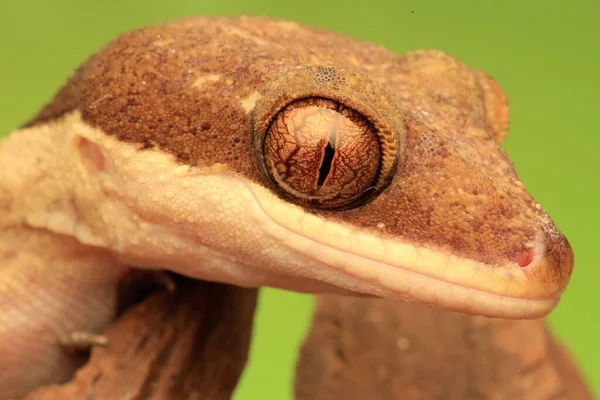 Ein Gecko Sucht Beute Auf Trockenem Holz — Stockfoto