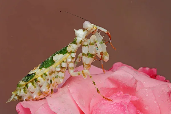 Een Bidsprinkhaan Maakt Haar Voorpoten Schoon Het Eten Een Roos — Stockfoto