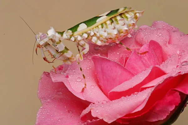 Una Mantis Religiosa Está Limpiando Sus Patas Delanteras Después Comer —  Fotos de Stock