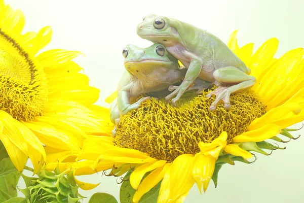 Dvě Zavalité Žáby Litoria Caerulea Odpočívající Slunečnici — Stock fotografie