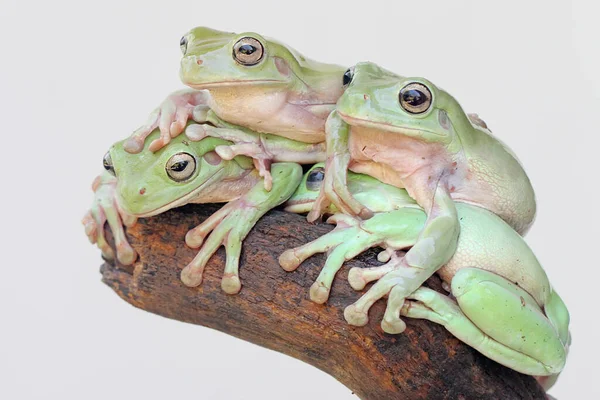 Dört Tombul Kurbağa Litoria Caerulea Kuru Kütüklerin Üzerinde Dinleniyor — Stok fotoğraf