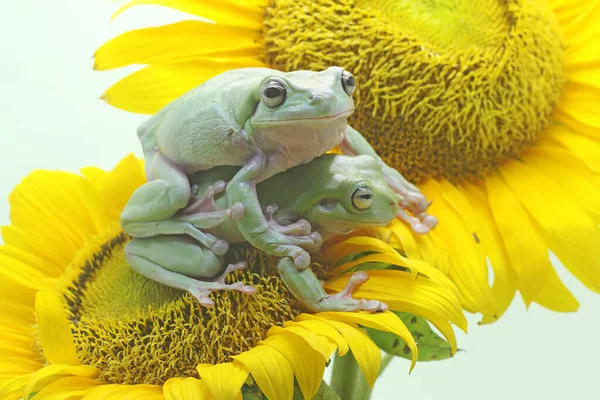 Dwie Smukłe Żaby Litoria Caerulea Spoczywające Słoneczniku — Zdjęcie stockowe