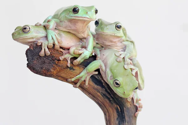 통나무 위에서 마리의 덤비는 개구리 — 스톡 사진