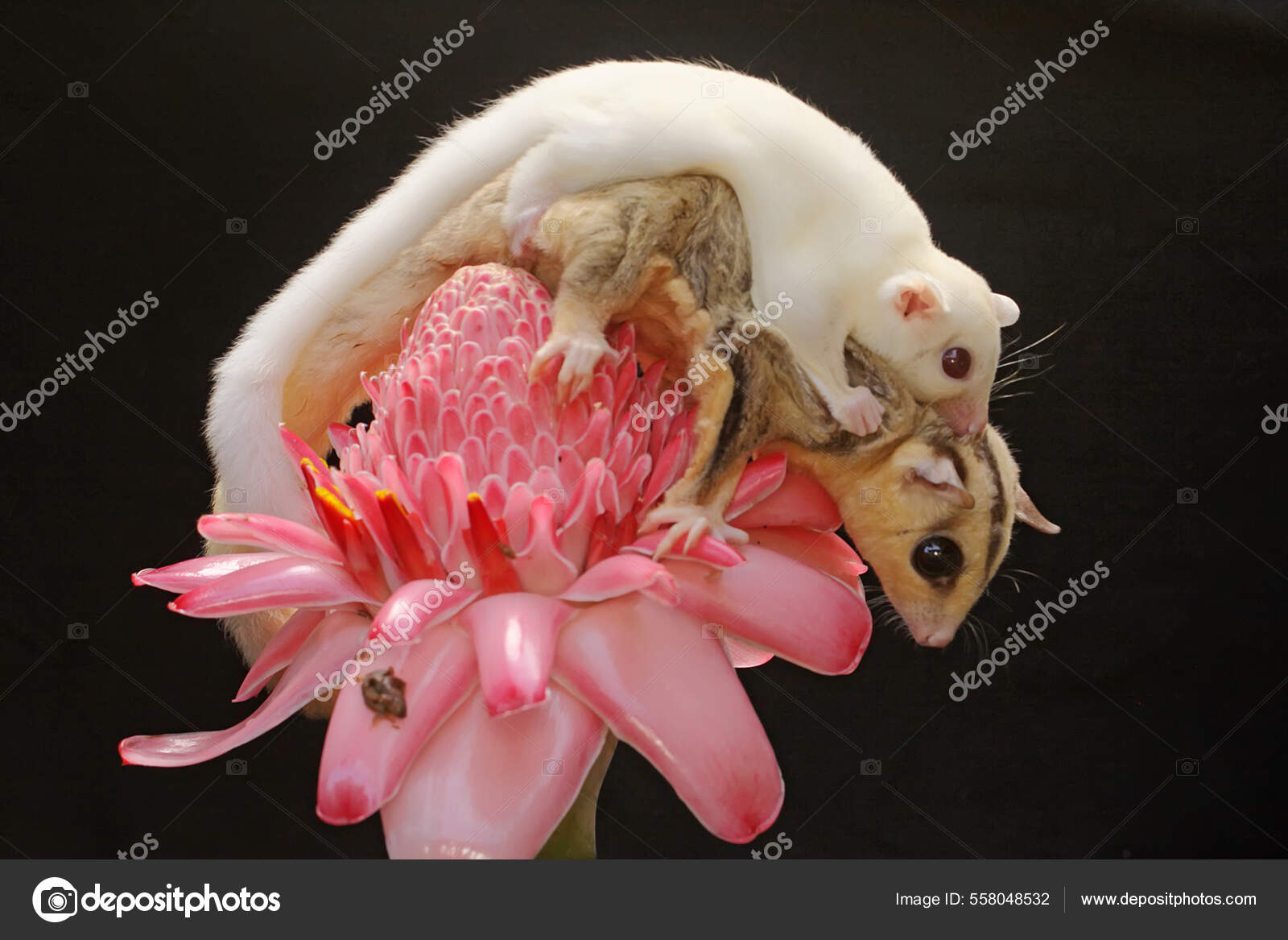 Baby pink deals predators