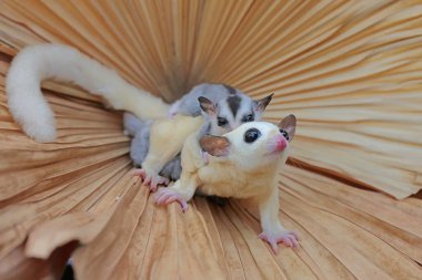 Bir anne şeker planörü iki bebeğini tutarken yiyecek arar.. 