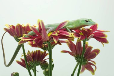 Bir Zümrüt Ağacı Kayması (Lamprolepis smaragdina) günlük aktivitelerine başlamadan önce güneşleniyor.