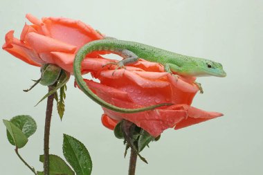 Bir Zümrüt Ağacı Kayması (Lamprolepis smaragdina) günlük aktivitelerine başlamadan önce güneşleniyor.