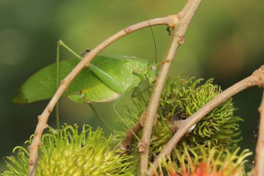 Yetişkin uzun bacaklı bir çekirge çalılıklarda yiyecek arıyor. Bu böceğin bilimsel adı Mecopoda nipponensis.. 