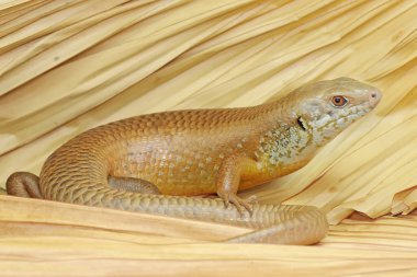 Büyük bir maymun günlük aktivitelerine başlamadan önce güneşleniyor. Doğal yaşam alanı Papua Yeni Gine ve Avustralya olan bu sürüngenin bilimsel adı Bellatorias frerei 'dir.. 