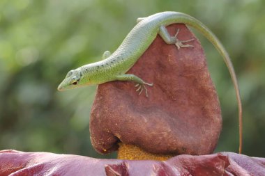 Bir zümrüt ağaç kayması günlük aktivitelerine başlamadan önce güneşleniyor. Bu sürüngenin bilimsel adı Lamprolepis smaragdina.. 