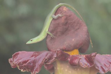 Bir zümrüt ağaç kayması günlük aktivitelerine başlamadan önce güneşleniyor. Bu sürüngenin bilimsel adı Lamprolepis smaragdina.. 